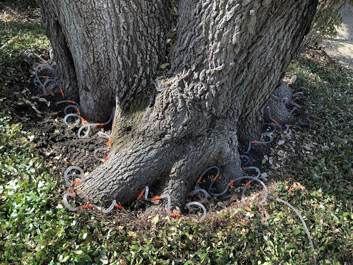 Detailed Tree Cabling and Bracing job site in Linneus